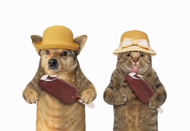 Bej bir kedi ve hasır şapkalı bir köpek birlikte dondurma yiyorlar. Beyaz arka plan. İzole edilmiş.