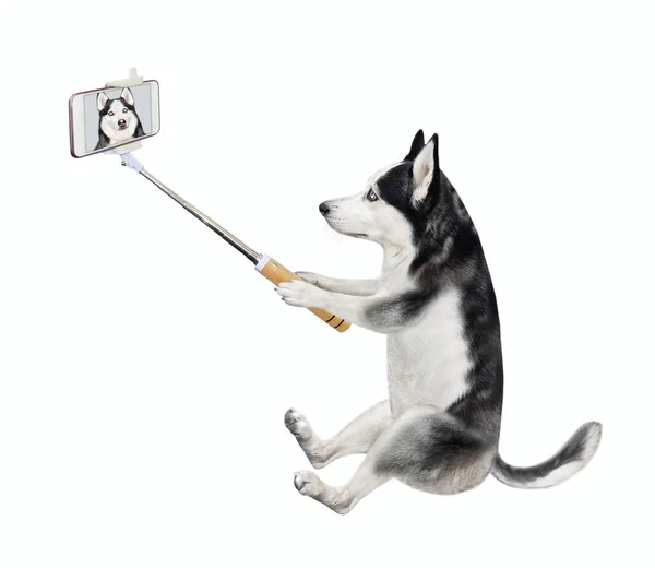 Cão Husky Com Smartphone Está Sentado Tomando Selfie Fundo Branco — Fotografia de Stock