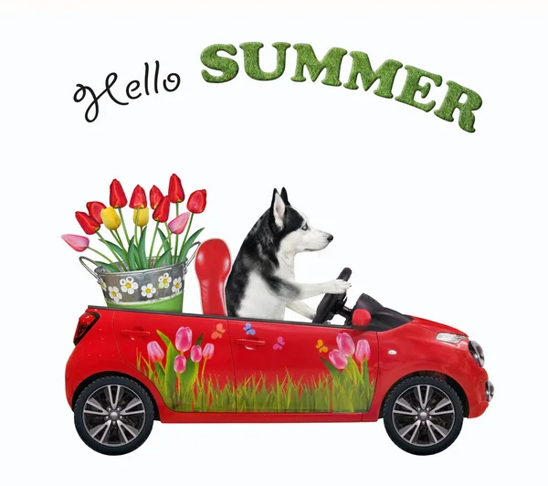 A dog husky drives a red car with a metal bucket with tulips. Hello summer. White background. Isolated.