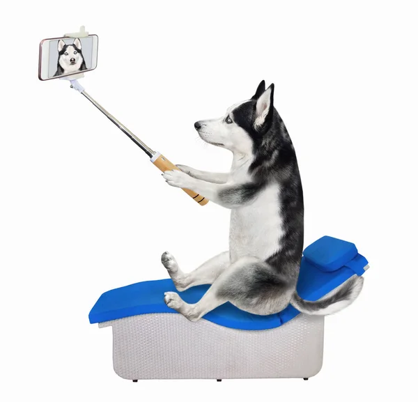 Dog Husky Smartphone Sitting Taking Selfie Sunbed White Background Isolated — Stock Photo, Image