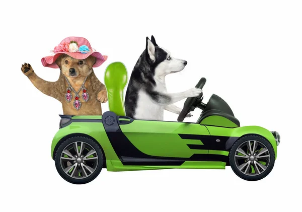 Dog Husky Drives Green Car Metal Bucket Passenger Straw Hat — Stock Photo, Image