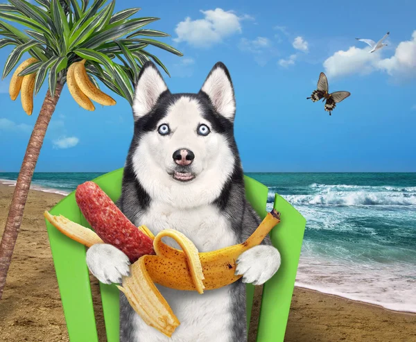 Pes Chraplavý Banánovou Klobásou Sedí Plážovém Lehátku Pod Palmou Moře — Stock fotografie