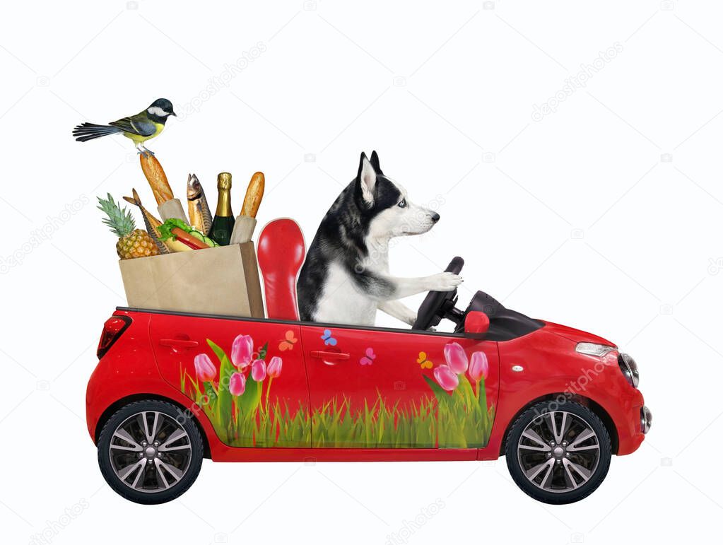 A dog husky drives a red car with a paper bag with food. White background. Isolated.