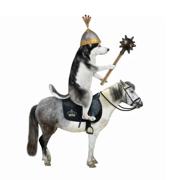 Ein Husky Krieger Mit Helm Und Feder Bewaffnet Mit Einer — Stockfoto