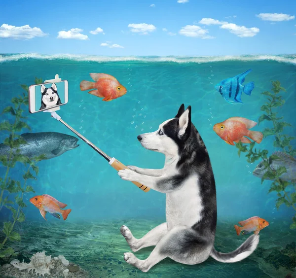 Pies Husky Smartfonem Robi Selfie Pod Wodą Dnie Morza — Zdjęcie stockowe
