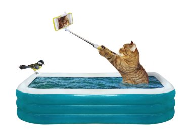 Akıllı telefonlu bej renkli bir kedi şişme havuzda oturup selfie çekiyor. Beyaz arka plan. İzole edilmiş.