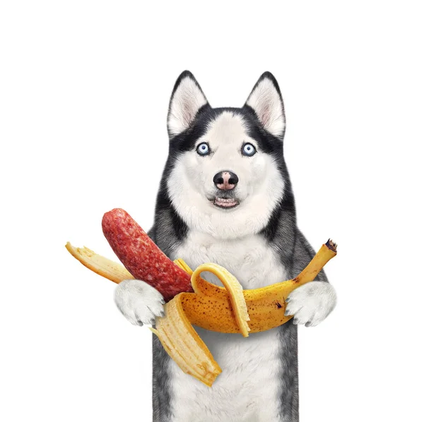 Chien Husky Tient Une Saucisse Banane Fond Blanc Isolé — Photo