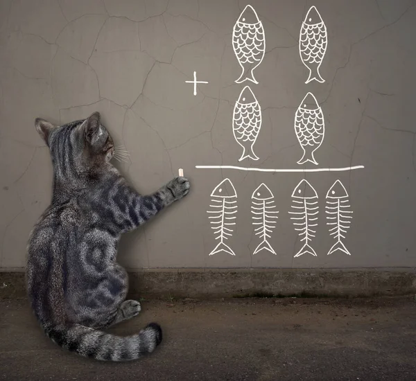 Eine Graue Katze Schreibt Eine Lustige Mathematische Gleichung Kreide Die — Stockfoto