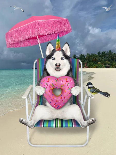 Pies Husky Jednorożec Plaży Krzesło Trzyma Różowe Serce Kształcie Pączka — Zdjęcie stockowe