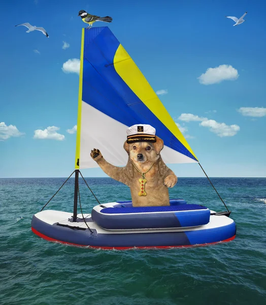 Бежевая Собака Капитанской Шляпе Сидит Надувной Парусной Шлюпке Море — стоковое фото