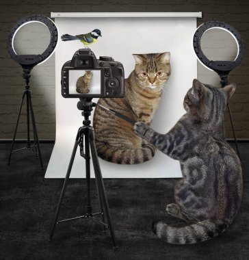 Gri bir kedi fotoğrafçısı fotoğraf stüdyosunda müşterisinin fotoğrafını çekiyor..