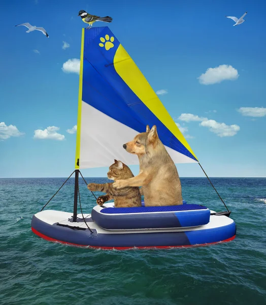 Cane Beige Gatto Sono Seduti Gommone Vela Gonfiabile Sul Mare — Foto Stock