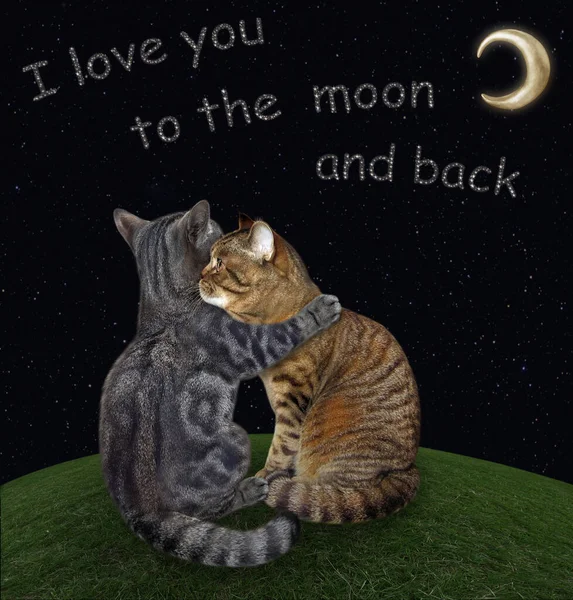 Szary Kot Przytula Swojego Beżowego Przyjaciela Łące Księżycową Noc Kocham — Zdjęcie stockowe