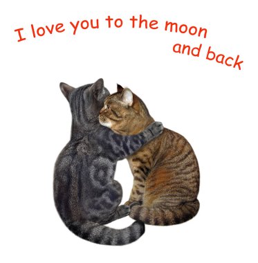 Gri bir kedi bej arkadaşına sarılır. Seni dünyalar kadar seviyorum. Beyaz arka plan. İzole edilmiş.