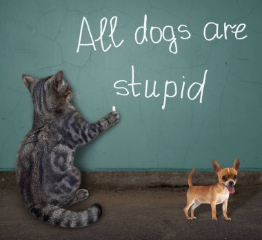 Gri bir kedi duvara tebeşirle bütün köpeklerin aptal olduğunu yazmış..