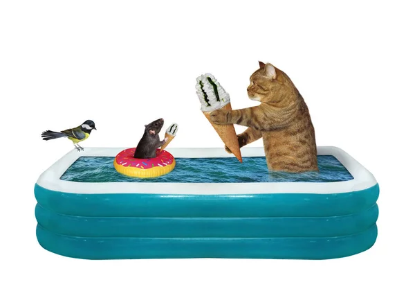 Bej Bir Kedi Siyah Bir Sıçan Şişme Havuzda Dondurma Yiyorlar — Stok fotoğraf