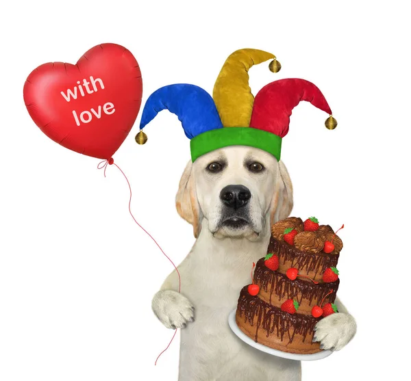 Dog Labrador Jester Hat Holds Holiday Chocolate Truffle Cake Red — Stock Photo, Image