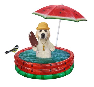 Buzlu bir köpek labradoru karpuz şişme havuzunda oturuyor. Beyaz arka plan. İzole edilmiş.