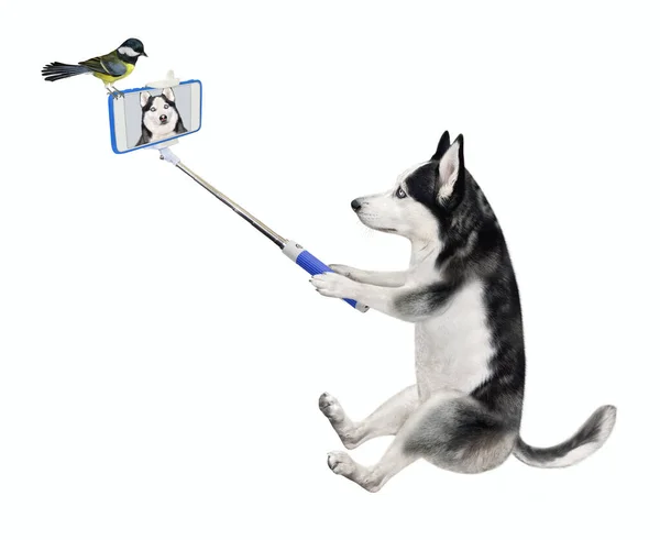 Een Hond Husky Met Een Smartphone Zit Neemt Selfie Witte — Stockfoto