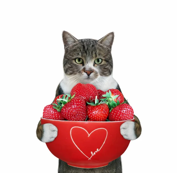 Eine Farbige Katze Hält Eine Rote Schale Mit Frischen Erdbeeren — Stockfoto