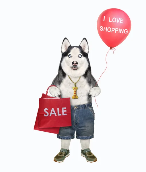 Собака Хаски Стоит Пакетами Красным Воздушным Шаром После Покупки Белый — стоковое фото