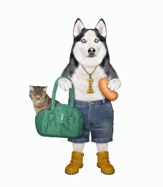 Perro Husky Sostiene Una Salchicha Una Bolsa Verde Con Gatito — Foto de Stock