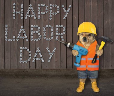 Çalışan giysiler içinde bej renkli bir köpek üreticisi işçi bayramında ahşap bir çitin yanında matkap ve çekiç tutuyor..