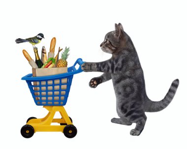 Gri bir kedi, içi yiyecek dolu sarı mavi bir plastik alışveriş arabasını itiyor. Beyaz arka plan. İzole edilmiş.