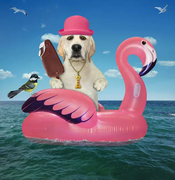 Dog Labrador Pink Straw Hat Ice Cream Floating Inflatable Flamingo — Stock Photo, Image