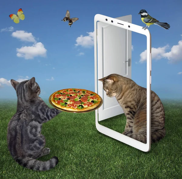 Ein Grauer Katzenkurier Liefert Einem Kunden Ein Tablett Mit Pizza — Stockfoto