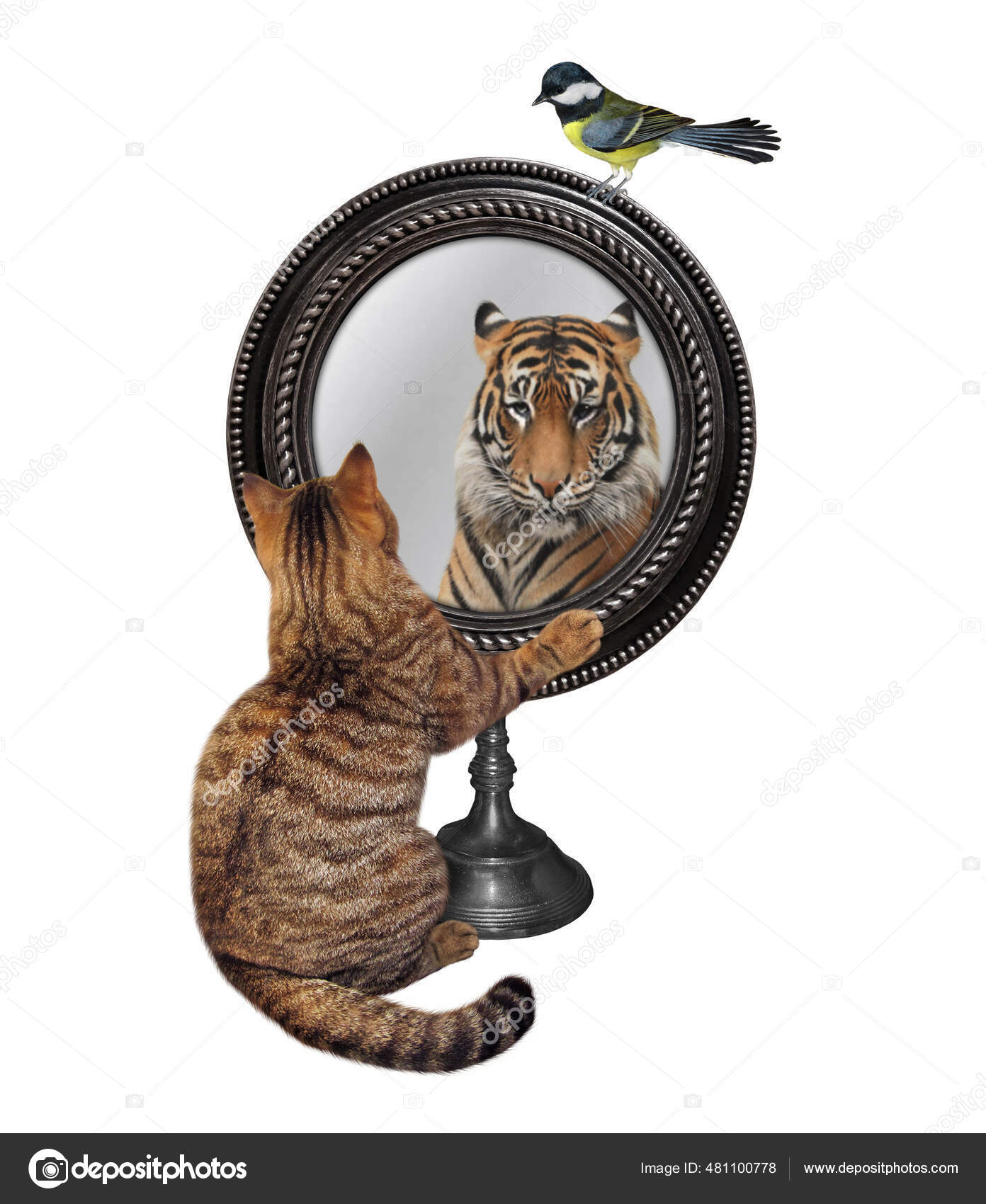 Lion Chat Miroir Images Libres De Droit Photos De Lion Chat Miroir Depositphotos