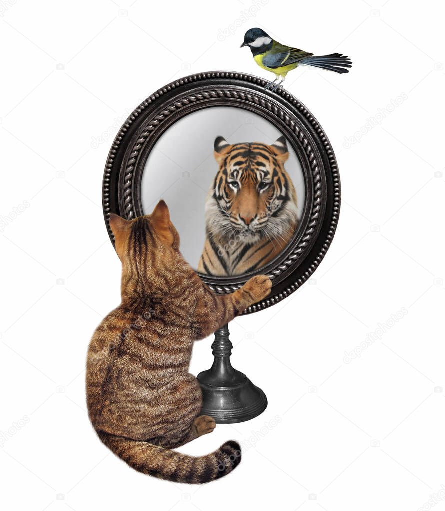 A beige cat looks in a round mirror. He sees a tiger there. White background. Isolated.