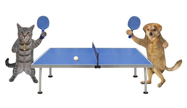 Gatto Grigio Cane Beige Stanno Giocando Ping Pong Insieme Sfondo — Foto Stock