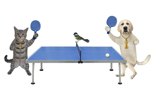 Gatto Grigio Labrador Cani Stanno Giocando Ping Pong Insieme Sfondo — Foto Stock