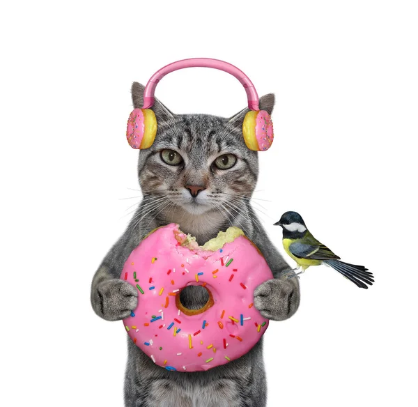 一只灰色的猫戴着粉色的甜甜圈耳机 手里拿着一个甜甜圈 白色背景 被隔离了 — 图库照片