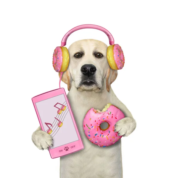 Cão Labrador Fones Ouvido Donut Rosa Detém Smartphone Donut Fundo — Fotografia de Stock