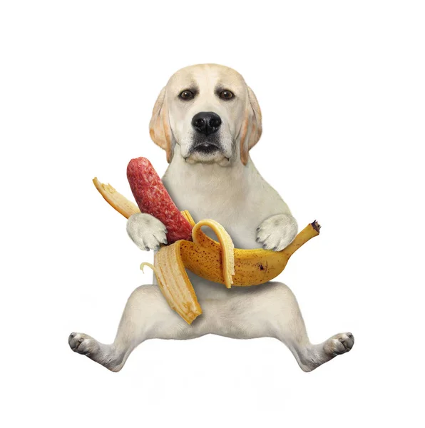 Собака Лабрадор Сидить Тримає Бананову Ковбасу Білий Фон Ізольовані — стокове фото