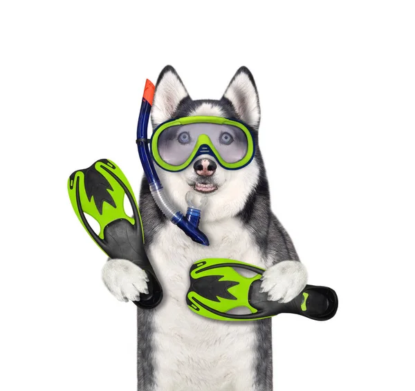 Dog Husky Diver Mask Snorkel Swimming Fins White Background Isolated — Stock Photo, Image