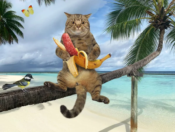 Gato Beige Con Una Salchicha Plátano Está Sentado Una Palmera — Foto de Stock