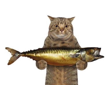 Bej bir kedi büyük bir füme uskumru tutar. Beyaz arka plan. İzole edilmiş.