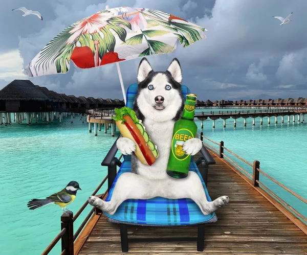 Ένας Γεροδεμένος Σκύλος Μια Καρέκλα Στην Παραλία Πίνει Μπύρα Ένα — Φωτογραφία Αρχείου
