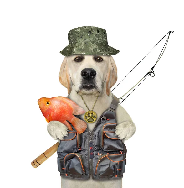Ein Labrador Angler Mit Einer Rute Fing Einen Goldfisch Weißer — Stockfoto