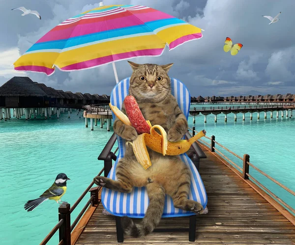 Gato Beige Una Silla Playa Está Comiendo Una Salchicha Plátano — Foto de Stock