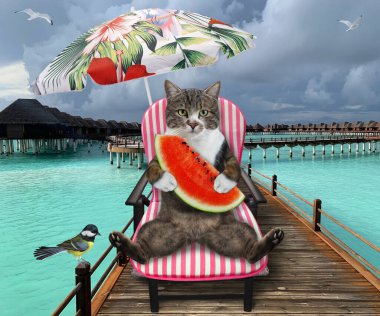 Plaj sandalyesinde renkli bir kedi şemsiyenin altında bir dilim karpuz yiyor Maldivler 'deki ahşap iskelede.