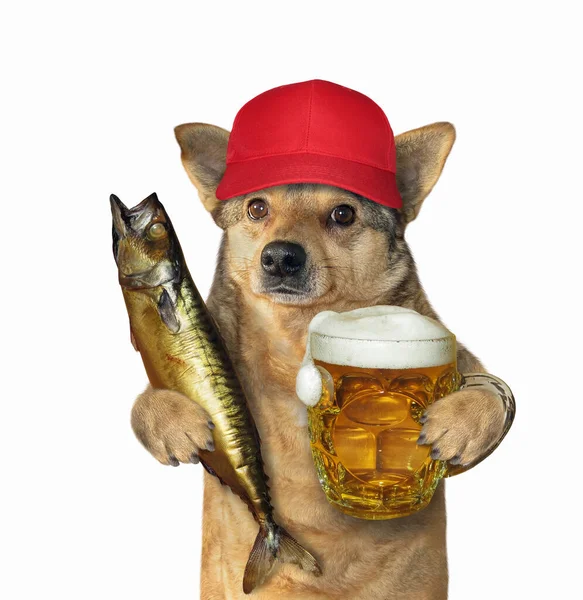 一只头戴红帽子的米色狗手里拿着一条熏得很大的鲭鱼和一瓶啤酒 白色背景 被隔离了 — 图库照片
