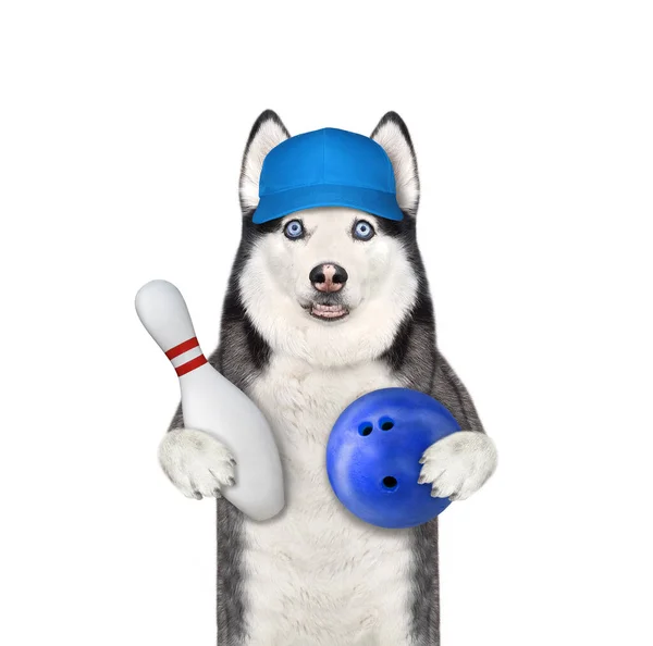 Dog Husky Bowler Cap Holds Bowling Pin Blue Ball White — Stock Photo, Image