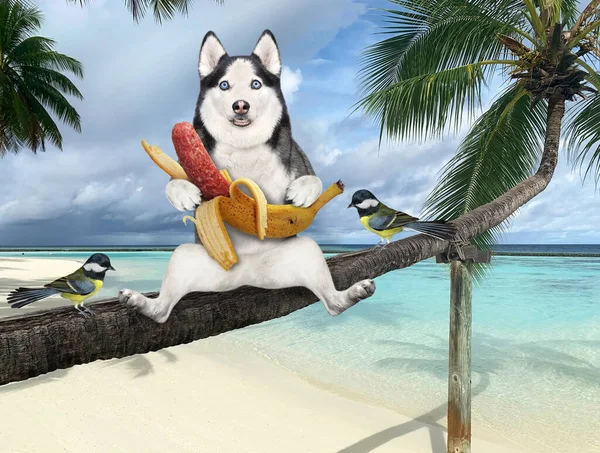 A dog husky with a banana sausage is sitting on a fallen palm tree in a beach of Maldives over the sea water.