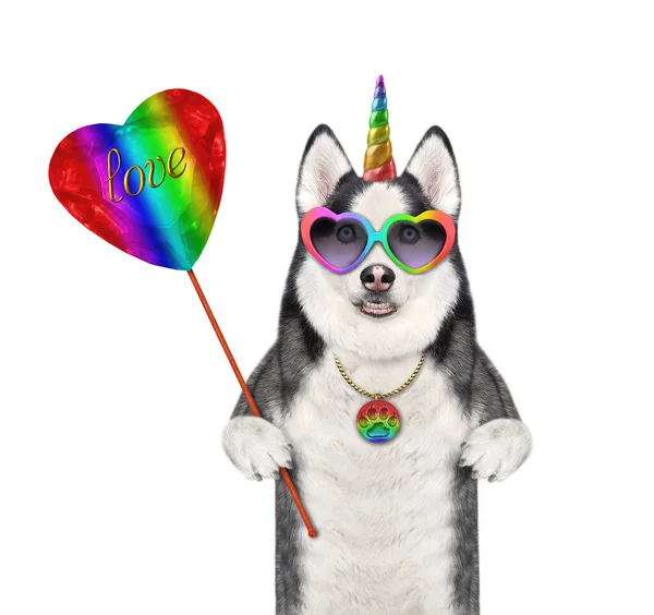 Cão Unicórnio Husky Óculos Detém Pirulito Forma Coração Colorido Fundo — Fotografia de Stock