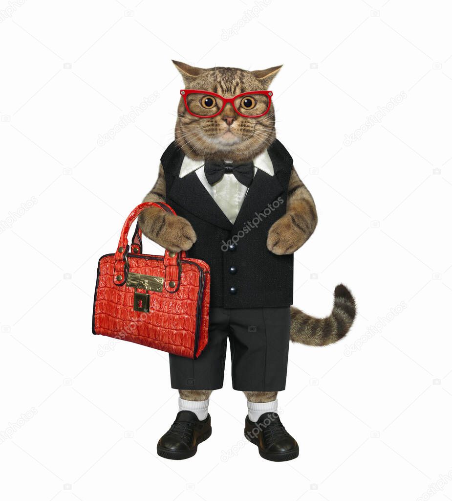 A beige fashionably dressed cat is holding a red leather briefcase.  White background. Isolated.
