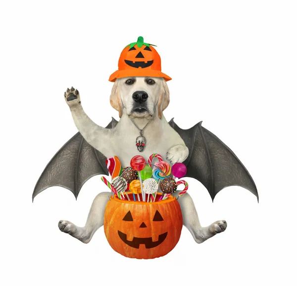 A dog labrador with bat wings in a holiday hat holds a pumpkin bucket with candies for Halloween. White background. Isolated.